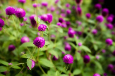 Küre Blackground amaranth veya Gomphrena globosa çiçek.