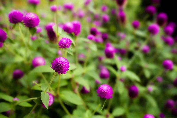 Küre Blackground amaranth veya Gomphrena globosa çiçek.