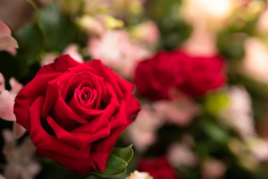 Güzel kırmızı gül çiçek. -Kapat