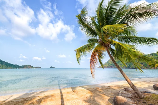 Palmier et plage sur île tropicale . — Photo