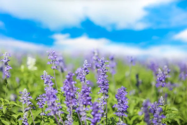 Sábio Salvia Flores Jardim Ensolarado Parque Contra Banner Céu Azul — Fotografia de Stock