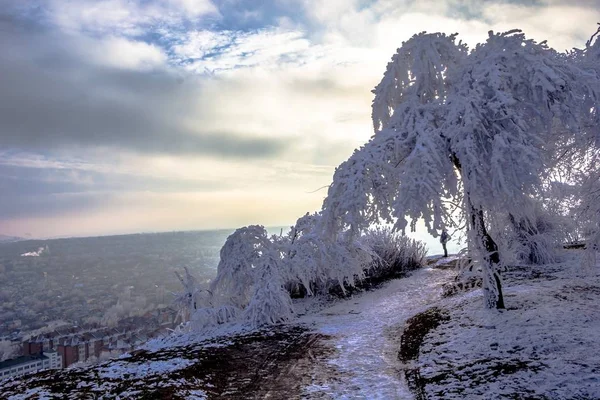 winter landscape, trees in snow