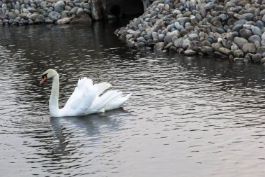 Gölette beyaz kuğu