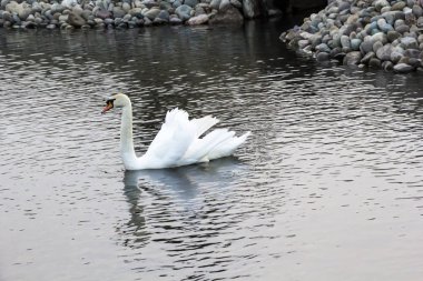 Gölette beyaz kuğu