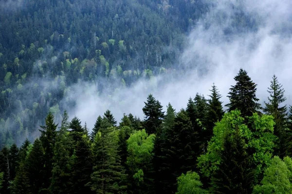 La gola di montagna nella nebbia — Foto Stock