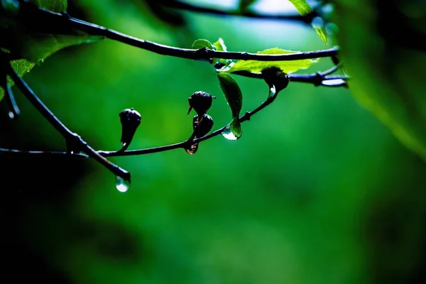 Gotas de lluvia en una rama — Foto de Stock