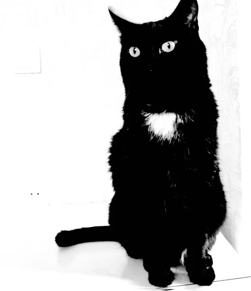 Gato negro, monocromo —  Fotos de Stock