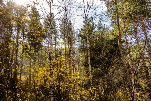 Reservierter Wald, herbstliche Landschaft — Stockfoto