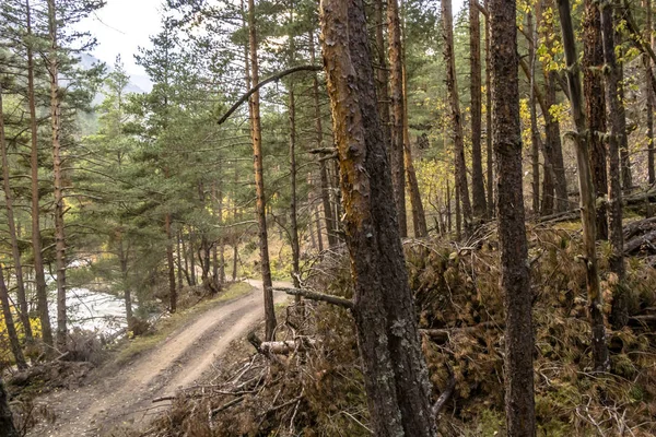 Die Straße im Wald am Ufer des Flusses — Stockfoto