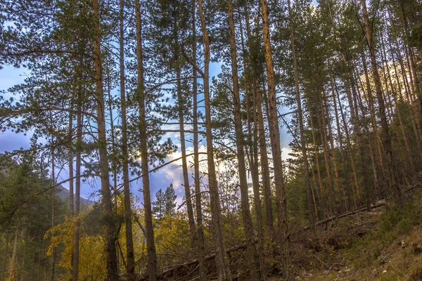 Зарезервоване дерево, осінній пейзаж — стокове фото