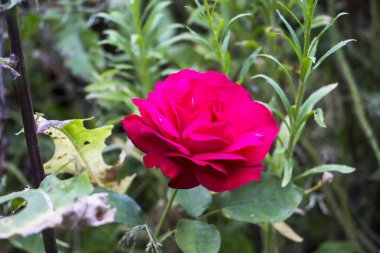 Kırmızı gül, güzel çiçek