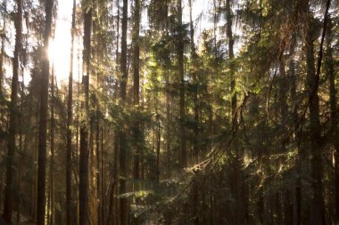 Sonbahar ahşap güneşte