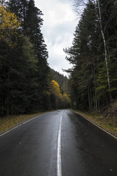 The road in the wood — Stock Photo, Image