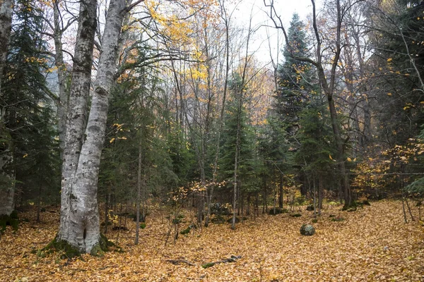 Herbstlandschaft, malerische Bäume im Wald — Stockfoto