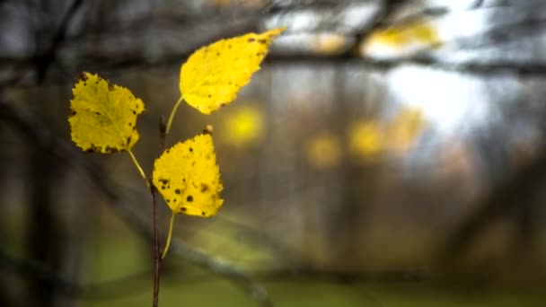 Осенний Пейзаж Желтые Листья Волна Ветру Природа — стоковое видео