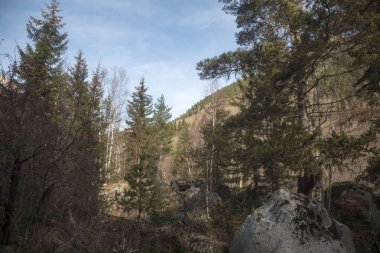 İğne yapraklı orman, yüksek ağaçlar, ahşap pitoresk glade, Kuzey Kafkasya vahşi doğa