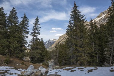 Dağ manzarası. Bir güzel iğne yapraklı orman pitoresk gorge, yüksek yamaçlarında, kayalar. Vahşi doğa Kuzey Kafkasya