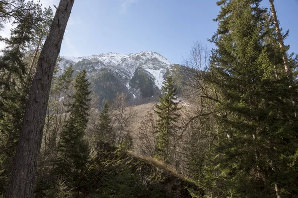 Horská Krajina Krásné Jehličnatého Lesa Malebné Rokle Vysoké Svahy Skály — Stock fotografie