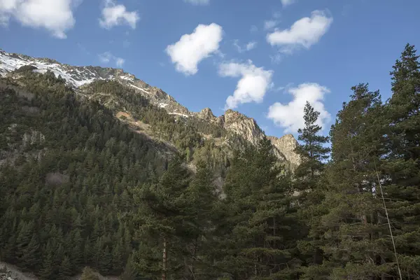 Dağ manzarası. Bir güzel iğne yapraklı orman pitoresk gorge, yüksek yamaçlarında, kayalar. Vahşi doğa Kuzey Kafkasya