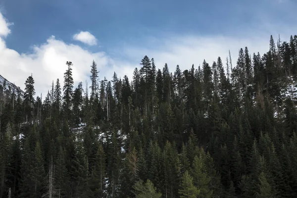 Nadelwald Hohe Bäume Malerische Waldlichtung Die Wilde Natur Des Nordkaukasus — Stockfoto