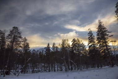 Kış manzarası, ağaçlar Wood, vahşi doğa rezerv