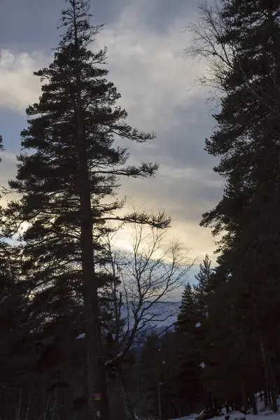 Kış manzarası, ağaçlar Wood, vahşi doğa rezerv