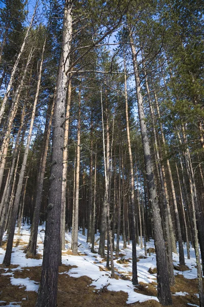 Winterlandschaft Bäume Wald Die Wilde Natur Naturschutzgebiet — Stockfoto