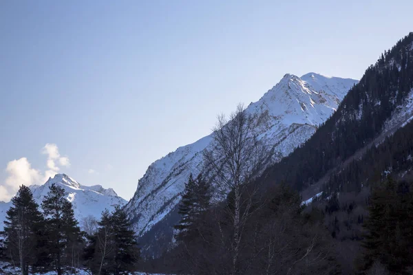 Dağ manzarası, ağaçlar, pitoresk gorge ormanda, Kuzey Kafkasya doğası