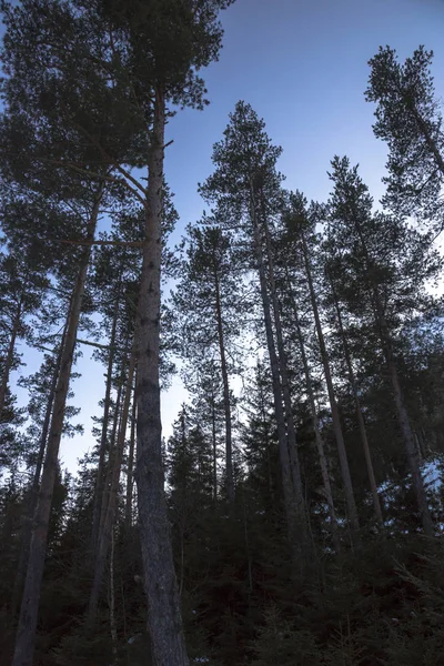 Berglandschaft Bäume Der Wald Der Malerischen Schlucht Die Natur Des — Stockfoto