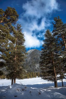 Dağlardaki ağaçlar. Kuzey Kafkasya 'nın manzarası ve doğası