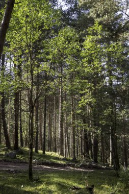Dağlardaki ağaçlar. Kuzey Kafkasya 'nın manzarası ve doğası