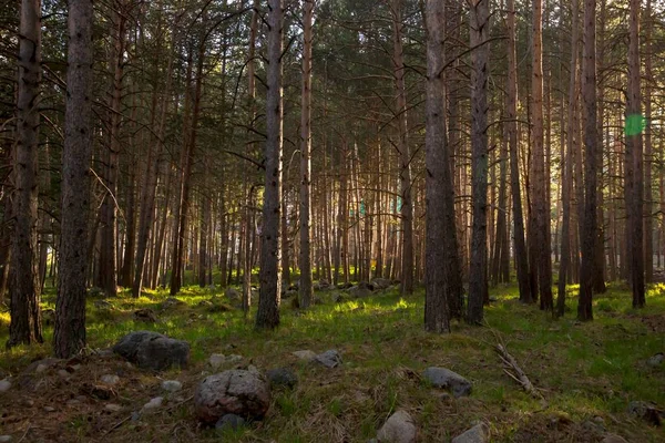 Bäume Den Bergen Landschaft Und Natur Des Nordkaukasus — Stockfoto