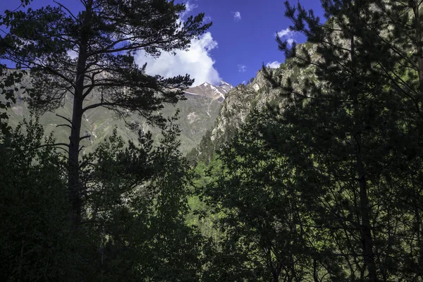 Bäume Den Bergen Landschaft Und Natur Des Nordkaukasus — Stockfoto