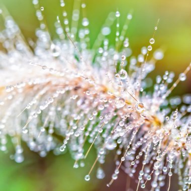 Yakın çekim su çimen çiçekler düşer 