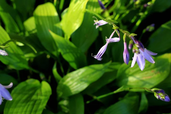 Fiori Orchidea Viola Giardino — Foto Stock