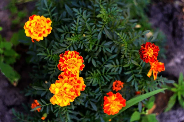 Fleur Pavot Rouge Dans Jardin — Photo