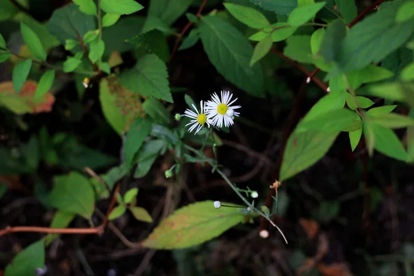 Flor Orquídea Blanca Bosque — Foto de Stock