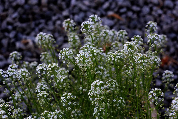 Hermosas Flores Lila Jardín — Foto de Stock