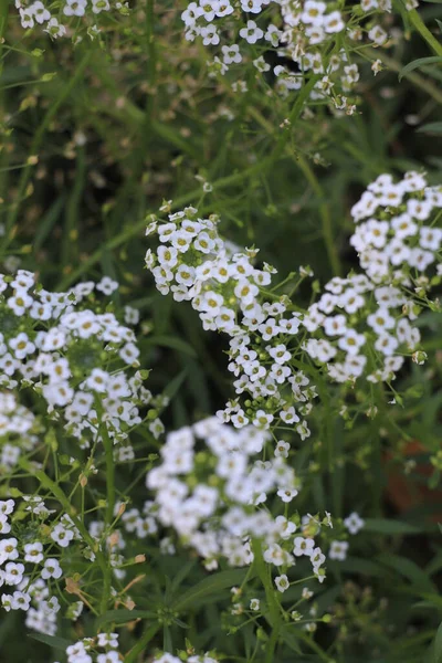 Białe Kwiaty Ogrodzie Botanicznym — Zdjęcie stockowe