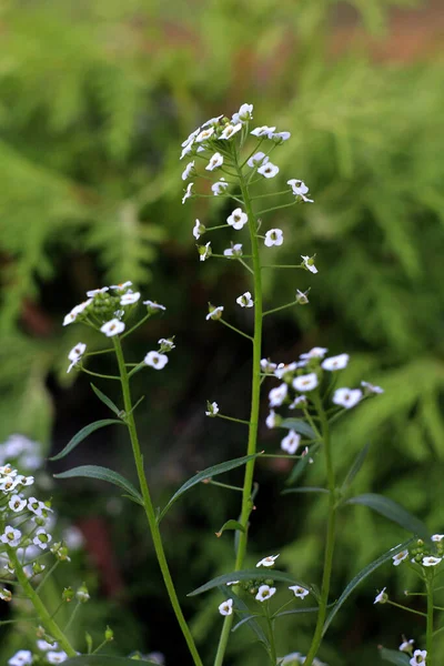 Małe Białe Kwiaty Tle Krzewów — Zdjęcie stockowe