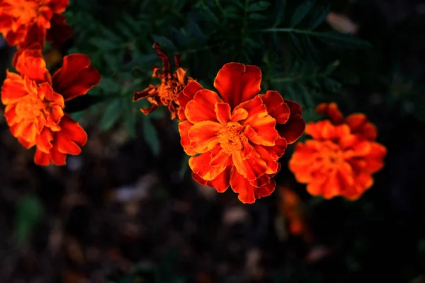 Hermosa Flor Naranja Jardín Imagen de archivo