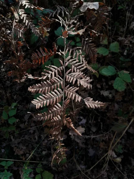 Kurumuş Eğreltiotu Yaprağı Sihirli Bitki Karanlık Orman Geçmişi Çiçek Dürtüsü — Stok fotoğraf