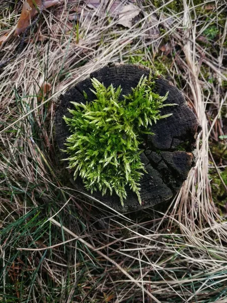 Vieja Tala Árbol Envejecida Deteriorada Con Musgo Verde Textura Hierba — Foto de Stock