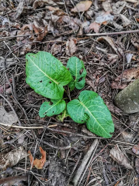 Arctium Planta Bardana Hojas Frescas Primavera Flora Verde — Foto de Stock