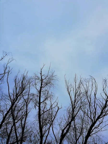 Muchos Copos Nieve Rama Del Árbol Con Cielo Azul Fondo — Foto de Stock