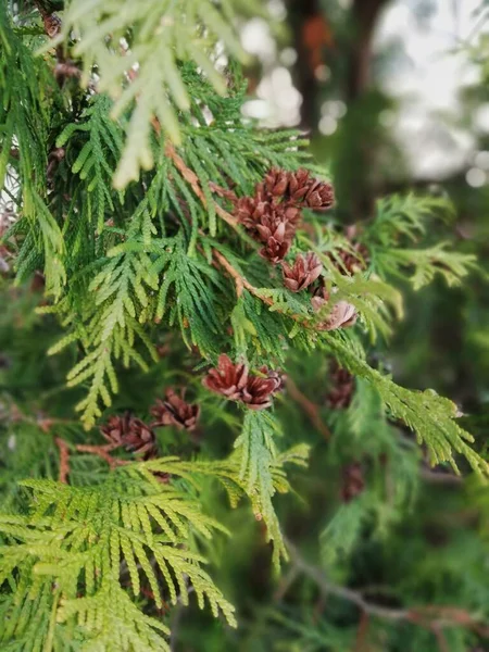 Thuja Zeder Mit Kirschen Immergrüne Pflanze Weihnachtszeit Festtagsstimmung Flora Hintergrund — Stockfoto