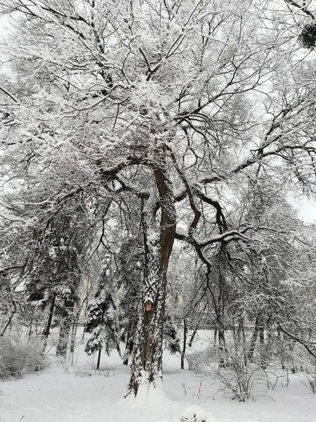 Hora Invierno Clima Nevado Árbol Con Caja Aves Cubierto Nieve — Foto de Stock