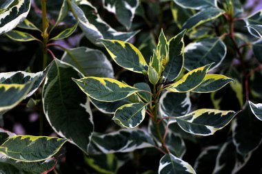 Bahçede yeşil yapraklar