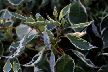 Bahçede yeşil yapraklar