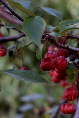 Olgun kirazlar dalda
